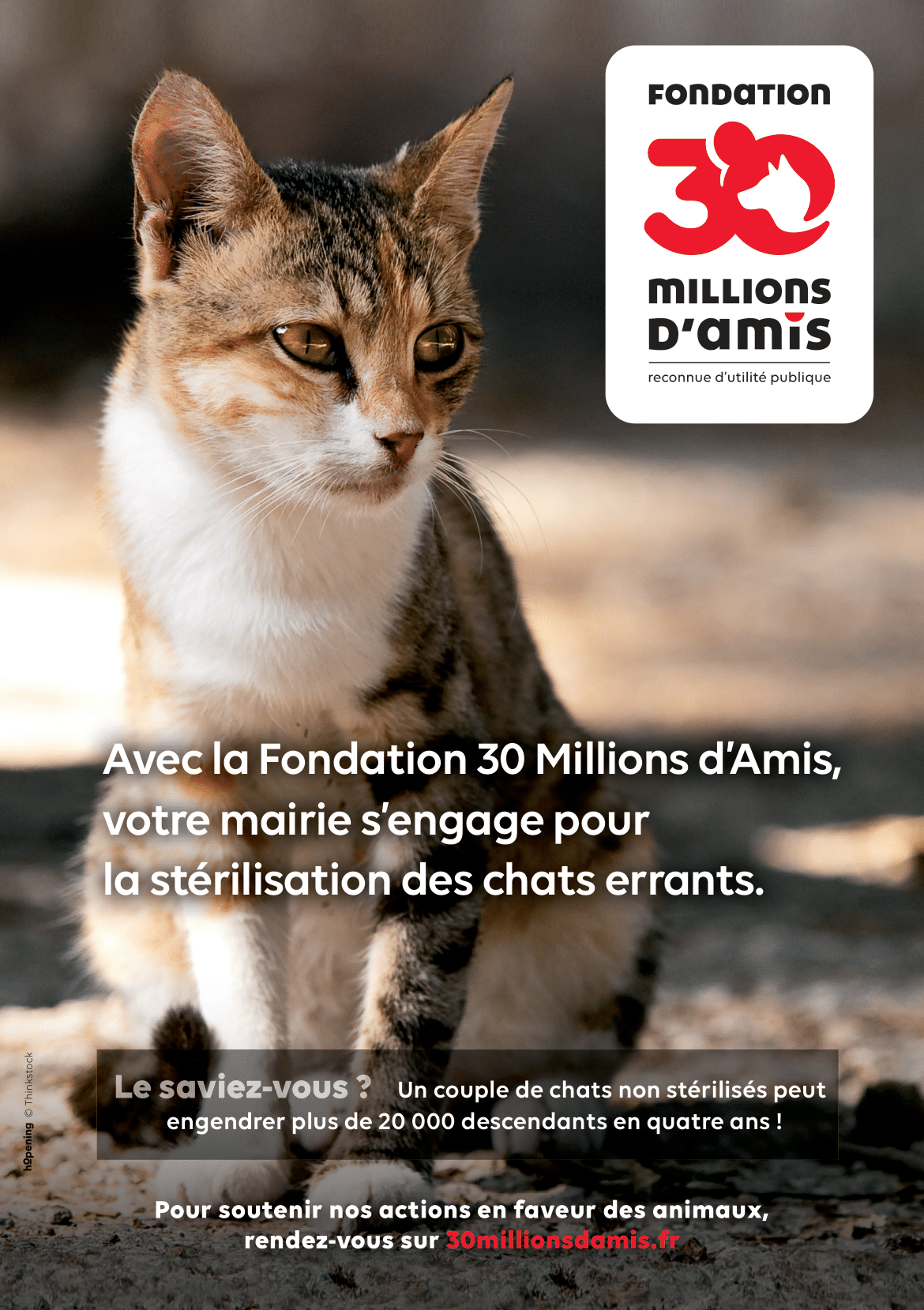 Affiche mairie chat 1